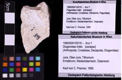 Foto (Objekt + Etiketten) von Diogenidae indet. (NHMW-GEO-1990-0041-0519)